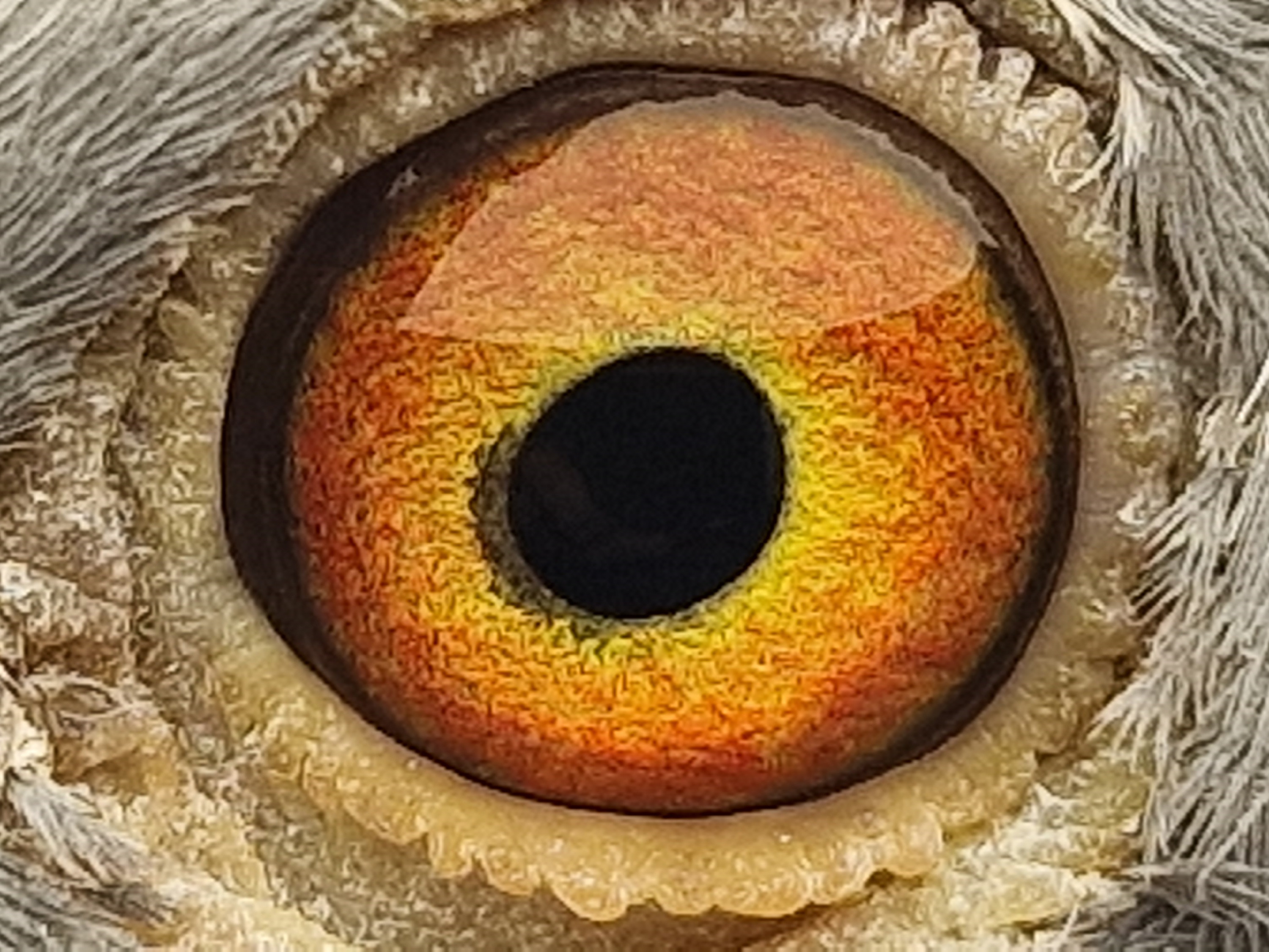 Pigeon eye